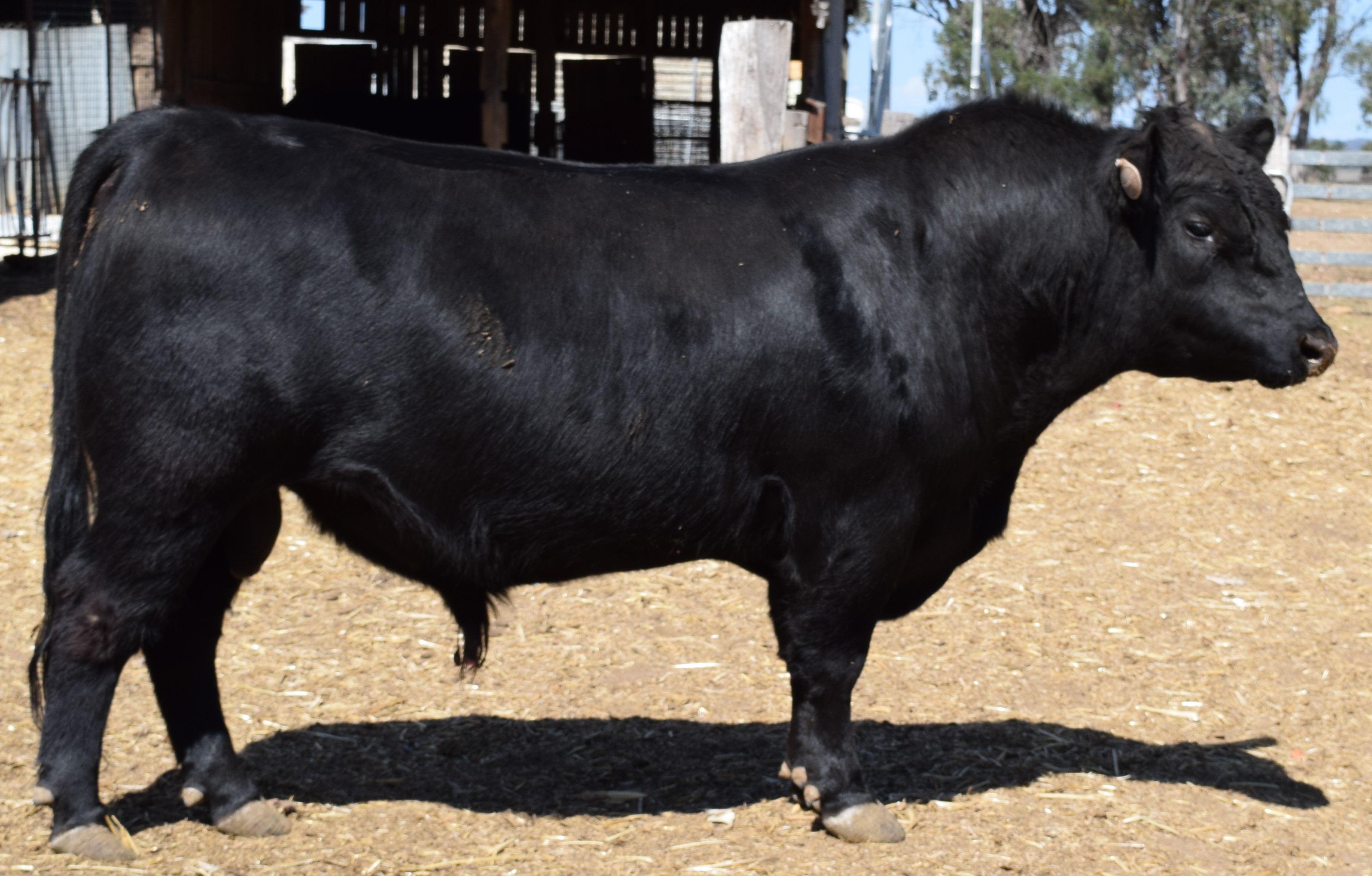 Mason Farm Bulls available ! Australian Heritage Angus